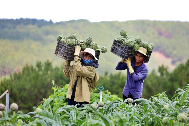 Nước Atisô Có Tốt Không? Câu Trả Lời Từ Chuyên Gia Dinh Dưỡng